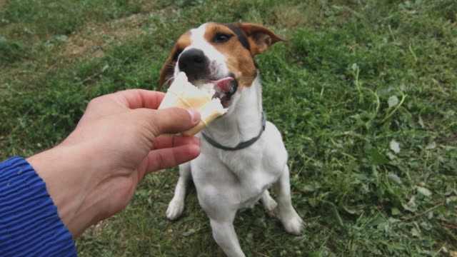 kleine-Hunderassen-Jack-Russell-Terrier-isst-Eis