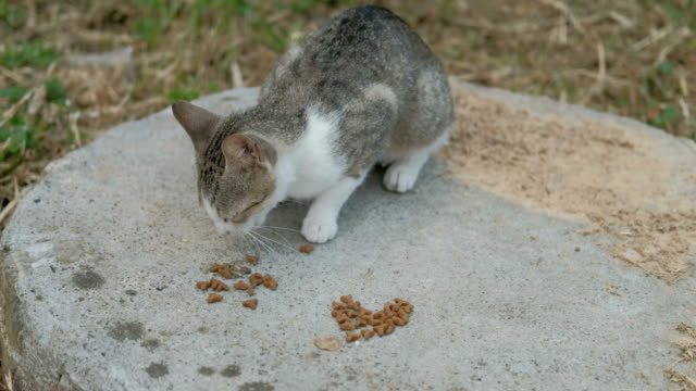 Graue-Katze-mit-einer-weißen-Schnauze-frisst-Trockenfutter-schnell-auf-der-Straße