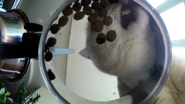 Bottom-view-of-adorable-white-British-cat,-looking-at-camera,-eating-a-tasty-cat-stick.-Unusual-view
