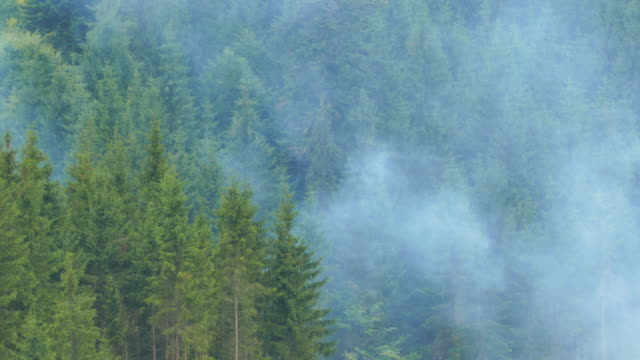 Smoke-rises-over-the-coniferous-forest-on-a-mountain-slope.-Close-up