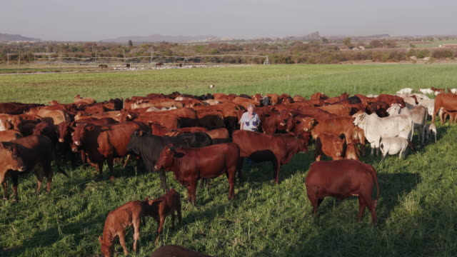 Ältere-Landwirt-Überprüfung-auf-Freilandhaltung-Rinder-mit-einem-tablet