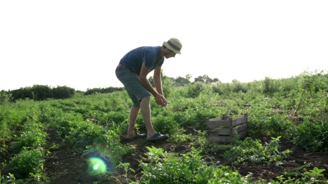 Farmer-in-hat-harvesting-fresh-parsley-by-knife-on-the-field-of-organic-eco-farm