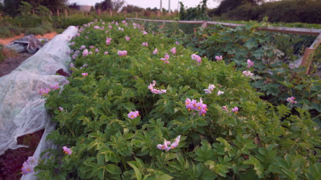 Dolly-de-floración-de-las-plantas-de-papa-tiro-4K-UHD