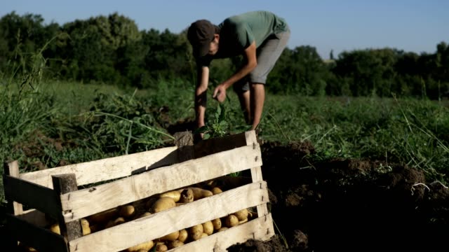 Young-farmer-harvesting-potatoes-in-wood-box-on-the-field-at-organic-farm