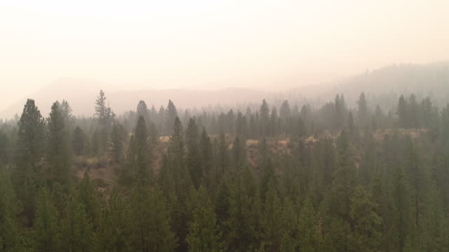 Grúa-de-horca-para-arriba-brumoso-en-humo-de-incendios-forestales-de-árboles-de-hoja-perenne