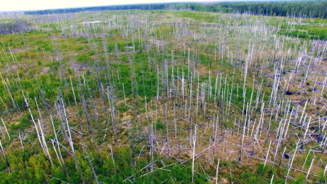 Tote-Bäume-von-Wildfire-verwüstet.-Luftbild-Drohne-Ansicht.
