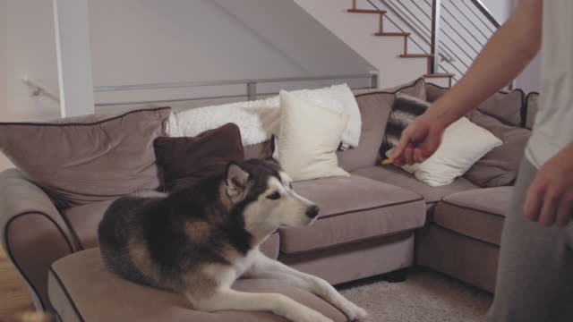 Young-man-gives-his-adorable-dog-a-treat-in-a-living-room.