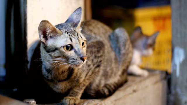 Kleine-graue-streunende-Katze-und-Kätzchen-sitzen-auf-dem-Boden-am-Nachtmarkt-Straße