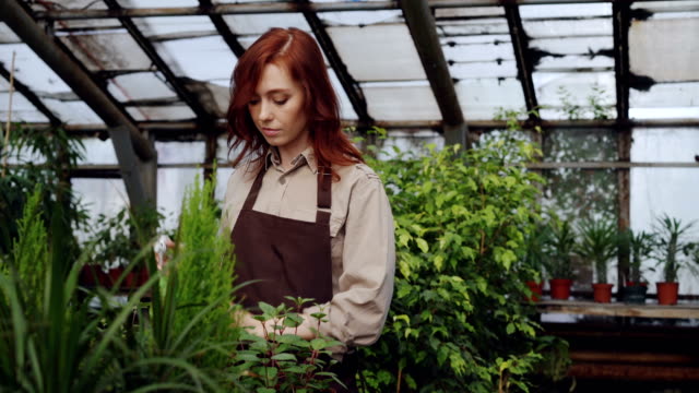 Pretty-red-haired-woman-is-spraying-plants-and-checking-seedlings-inside-spacious-greenhouse.-Profession,-growing-flowers,-workplace-and-people-concept.