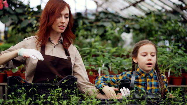 Smiling-greenhouse-worker-and-her-adorable-daughter-are-talking,-taking-pots-with-plantlets-from-container-and-putting-them-on-table-in-greenhouse.