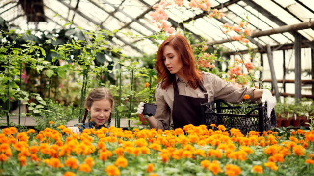 Mujer-bonita-jardinero-y-su-hija-alegre-están-llevando-macetas-con-flores-de-envase-de-plástico,-poner-sobre-mesa-en-invernadero-y-hablando.