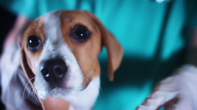 4K-Beagle-cachorro-perro-en-el-veterinario-comprobar-los-dientes