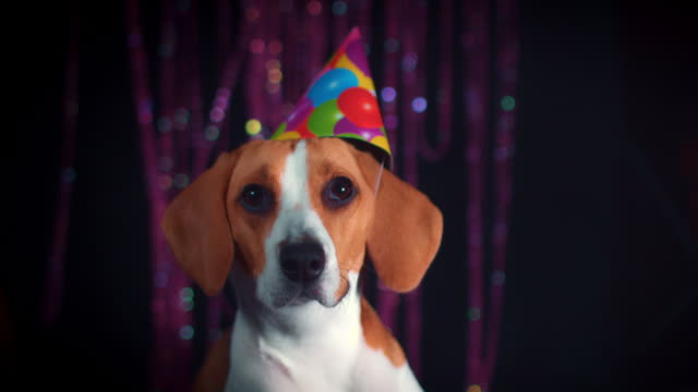 4-k-cumpleaños-Beagle-perro-posando-con-sombrero