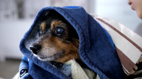 Small-Dog-After-Bathing