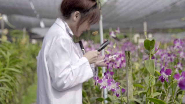 Orquídea-investigadores-están-trabajando-en-el-jardín-de-orquídeas.-Asia-Tailandia