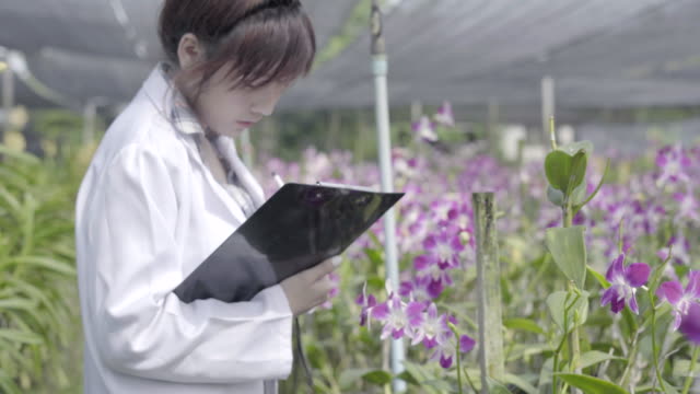 Orquídea-investigadores-están-trabajando-en-el-jardín-de-orquídeas.-Asia-Tailandia