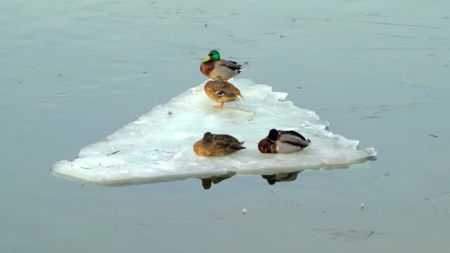 Konzept-für-ein-Familien-Boot.-Eisgang-auf-dem-Fluss.-Familiären-Beziehungen-am-Beispiel-des-Ente-Paare.