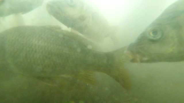 many-small-carp-in-muddy-water-mountain-lake-view-from-the-bottom-to-feed