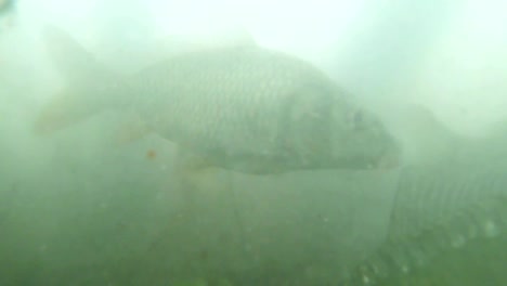 many-small-carp-in-muddy-water-mountain-lake-view-from-the-bottom-to-feed