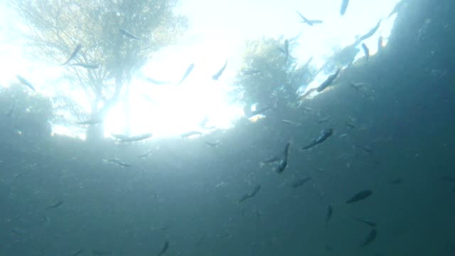 gaggle-of-little-fish-trout-on-a-background-of-sky-and-trees-view-from-under-water