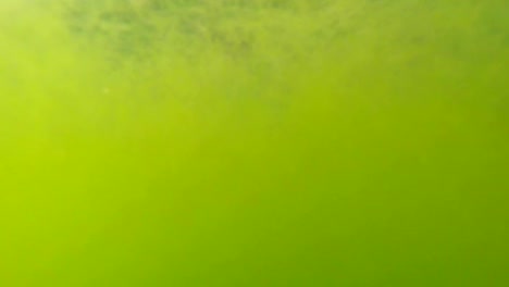 Grün,-dünne-Wolle,-Algen-super-Nahaufnahme-eines-kleinen-Teiches