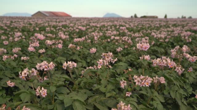 Flowering-Potato-Field-4K-UHD