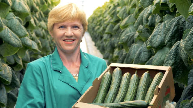 Portrait-of-a-gardener-smiles-at-camera,-holding-a-box-full-of-cucumbers.