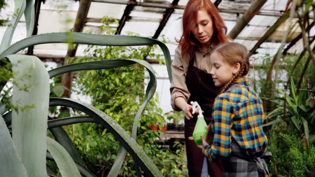 Junge-Frau-professionelle-Gärtner-lehrt-ihre-entzückende-kleine-Tochter-Blätter-große-immergrüne-Pflanze-mit-Sprühflasche-im-Gewächshaus-zu-waschen.