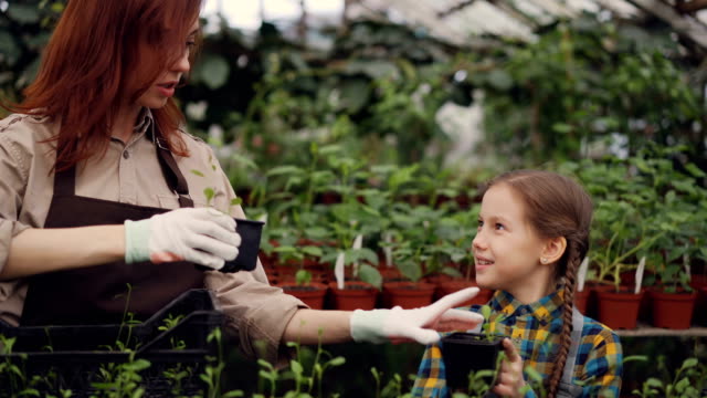 Mujer-atractiva-jardinero-y-su-hija-alegre-elegir-plantas-y-ponerlos-en-envase-de-plástico-mientras-trabajaba-en-invernadero-juntos.