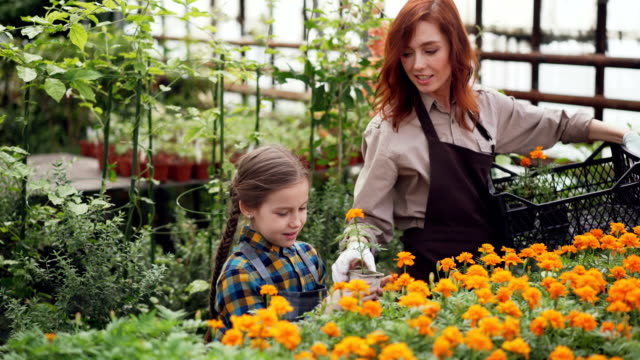 Pretty-woman-professional-florist-and-her-daughter-are-taking-pots-with-beautiful-flowers-from-plastic-container,-putting-them-on-table-in-greenhouse-and-talking.
