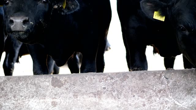 close-up.-young-black-bulls.-flies-fly-around.-Row-of-cows,-big-black-purebred,-breeding-bulls-eat-hay.-agriculture-livestock-farm-or-ranch.-a-large-cowshed,-barn