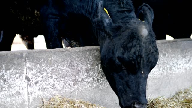close-up.-young-bull-chews-hay.-flies-fly-around.-Row-of-cows,-big-black-purebred,-breeding-bulls-eat-hay.-agriculture-livestock-farm-or-ranch.-a-large-cowshed,-barn
