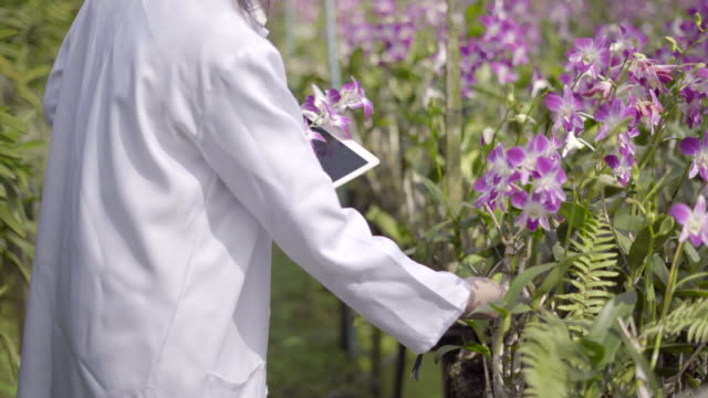 Orchid-Researchers-are-currently-working-in-the-Orchid-Garden.-asia-Thailand