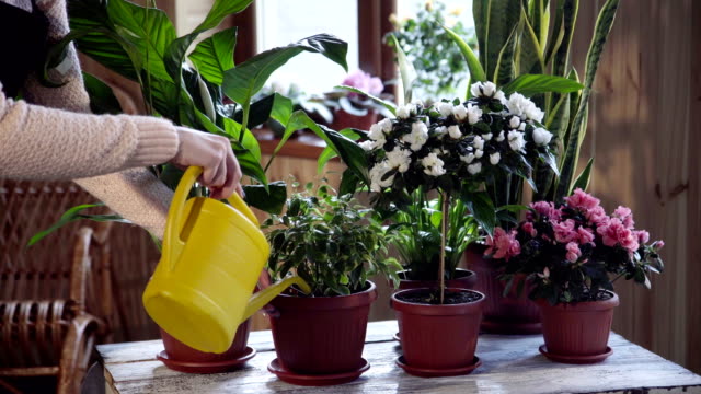 Young-woman-watering-flowers-inside-home