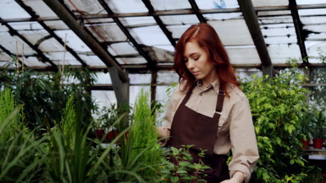 Attractive-female-farmer-wearing-apron-is-sprinkling-plants-with-water-while-working-inside-large-greenhouse.-Profession,-growing-flowers,-workplace-and-people-concept.
