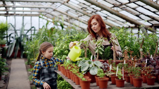 Female-farmer-and-her-adorable-daughter-are-busy-sprinkling-plants-with-water-while-working-together-in-glasshouse.-Many-pots-with-seedlings-are-visible.