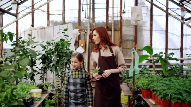Young-entrepreneur-hothouse-owner-and-her-little-daughter-in-aprons-walking-in-greenhouse-holding-potted-plant,-looking-around-checking-flowers-and-talking.