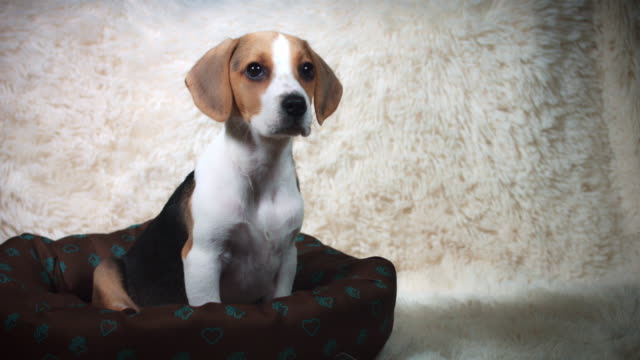 4k-la-foto-de-un-Beagle-cachorro-perro-escapa-de-su-lugar