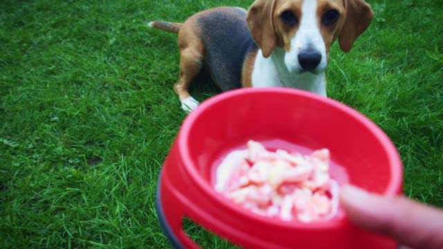 4K-Besitzer-geben-menschliche-Nahrung-zu-Beagle