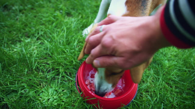 4-K-Beagle-Hund-Essen-und-Besitzer-ihn-streicheln
