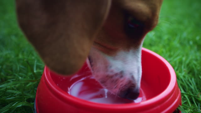 4K-Beagle-Hund-Trinkmilch