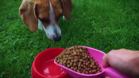 4K-Owner-Giving-a-Scoop-of-Dog-Food-to-Beagle