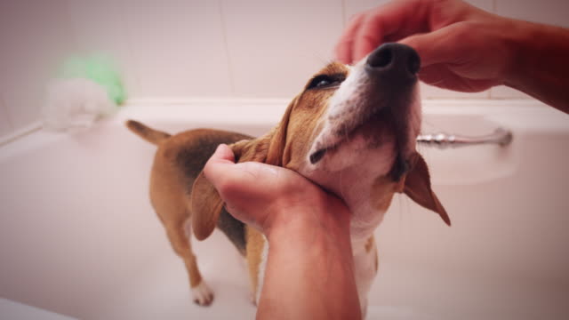 Perro-Beagle-de-4K-con-baño