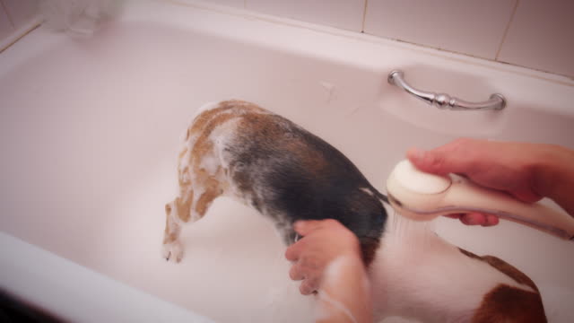 4K-Beagle-Hund-Bad-mit-Wasser