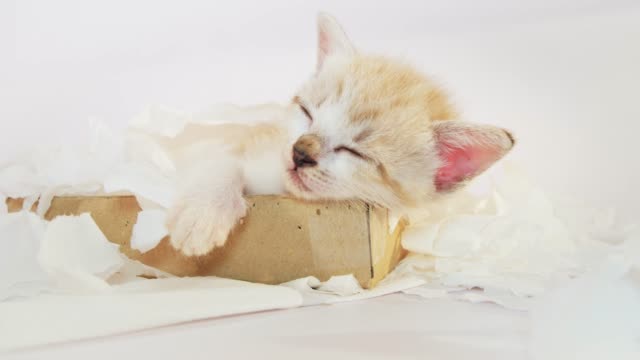 Gatito-durmiendo-en-una-caja-de-papel-de-tejido