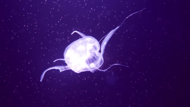 Close-up-Quallen,-Medusa-im-Aquarium-mit-Neonlicht.
