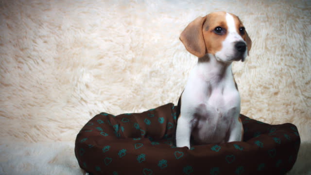 4k-la-foto-de-un-Beagle-cachorro-perro-estar-en-su-lugar,-dolly