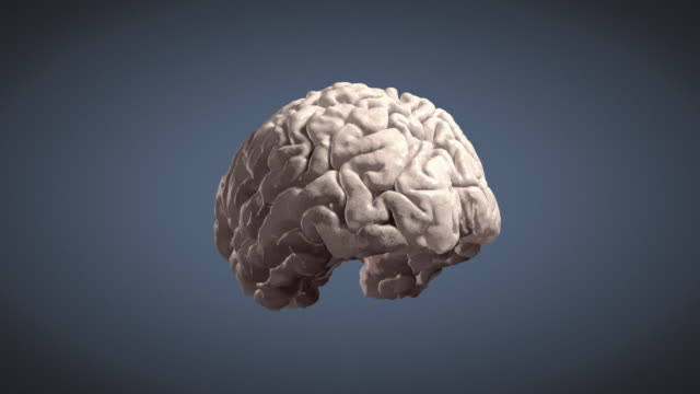 Human-Gehirn