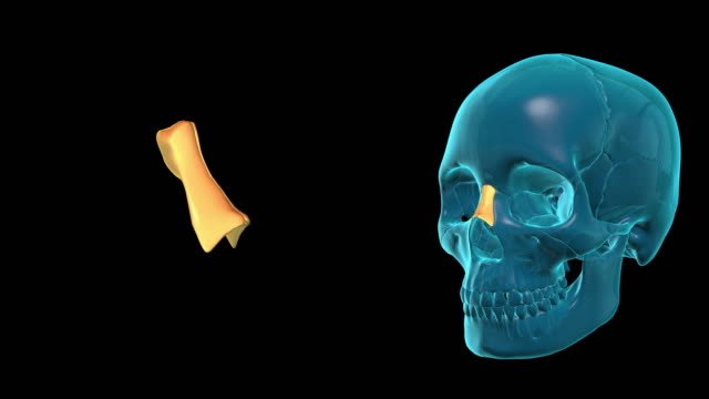 Nasal-Bone