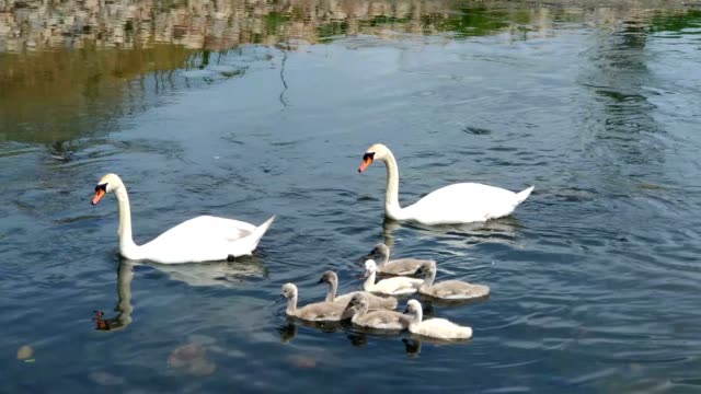 Swans-and-her-babies.-Ugly-ducklings.